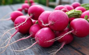 what vegetables grow quickly