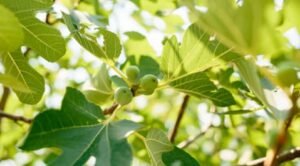 what fruit trees grow in oklahoma