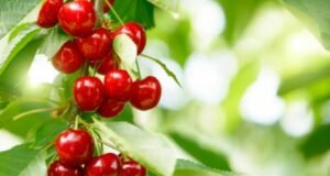 what fruit trees grow in oklahoma