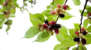 what fruit trees grow in oklahoma