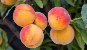 what fruit trees grow in oklahoma