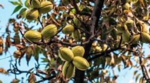 what fruit trees grow in oklahoma