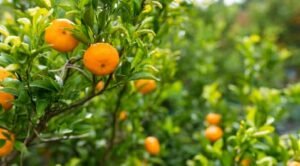 what fruit trees grow in oklahoma