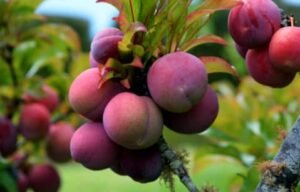 what fruit trees grow in oklahoma