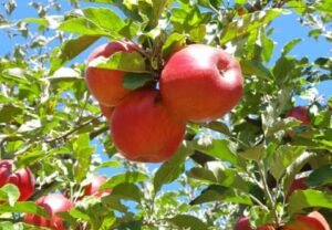 what fruit trees grow in oklahoma