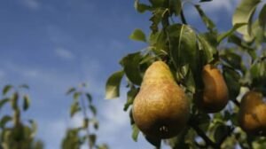 what fruit trees grow in oklahoma
