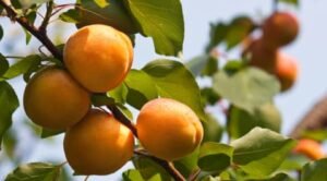 what fruit trees grow in oklahoma