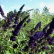 black knight butterfly bush plant