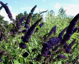 black knight butterfly bush plant