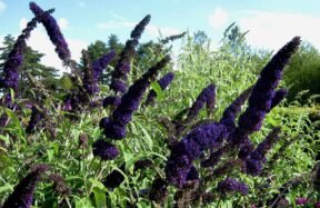 black knight butterfly bush plant