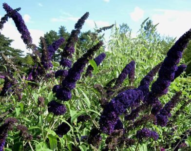 black knight butterfly bush plant
