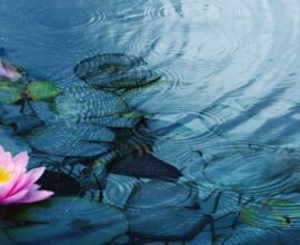 planting water plants in a pond