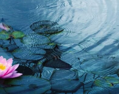 planting water plants in a pond