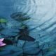 planting water plants in a pond