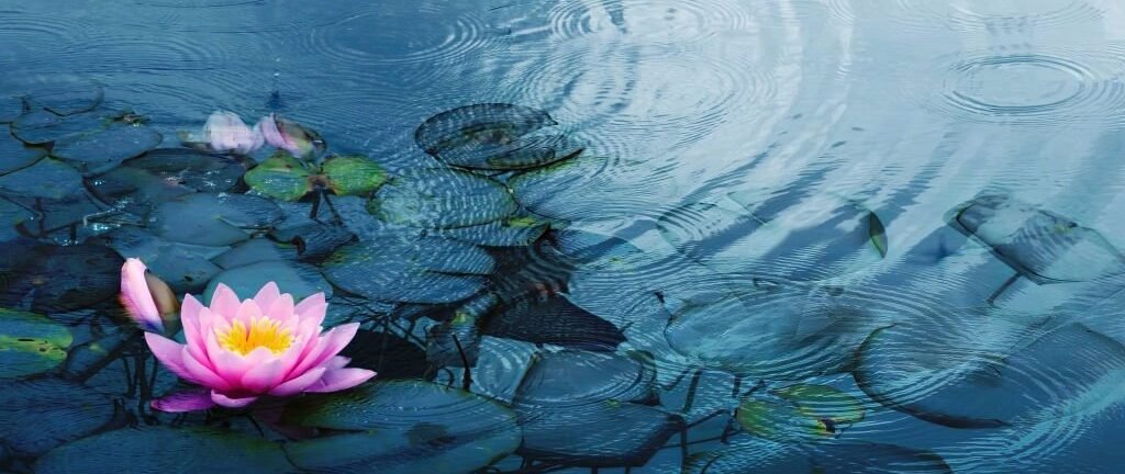 planting water plants in a pond