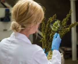 arugula researcher at cambridge