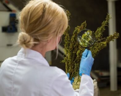 arugula researcher at cambridge