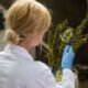arugula researcher at cambridge