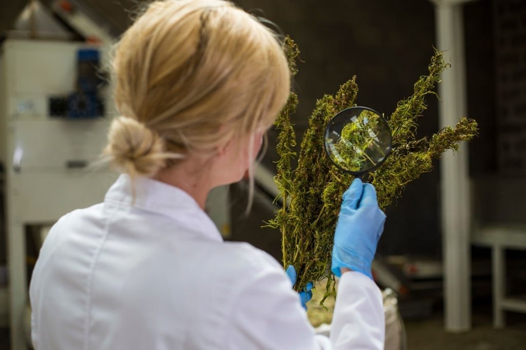 arugula researcher at cambridge