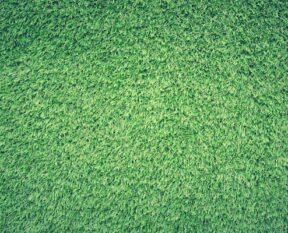 how to get rid of clover grass on lawn