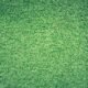 how to get rid of clover grass on lawn