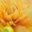 flowering shrubs with yellow flowers