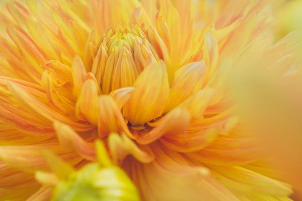 flowering shrubs with yellow flowers