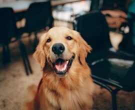 is target dog friendly