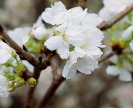 trees with white flowers
