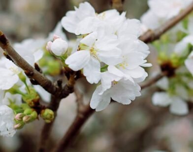 trees with white flowers