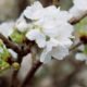 trees with white flowers