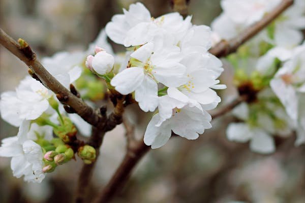 trees with white flowers