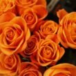 aguilegia mix planting instructions