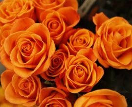 aguilegia mix planting instructions