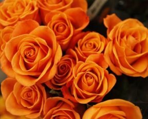 aguilegia mix planting instructions