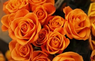 aguilegia mix planting instructions