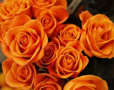 aguilegia mix planting instructions