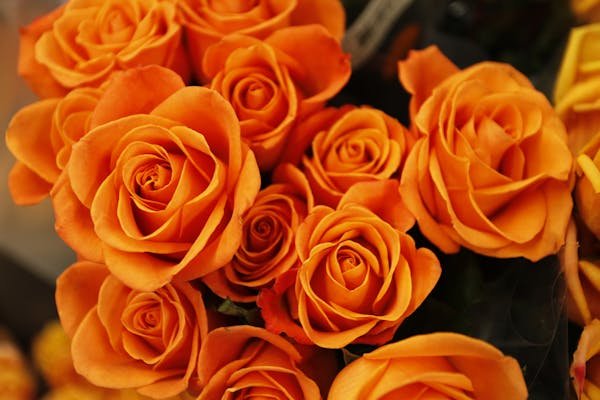 aguilegia mix planting instructions
