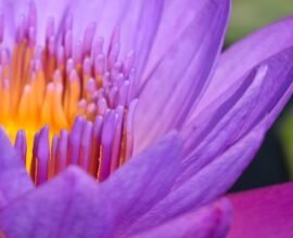 flower purple yellow