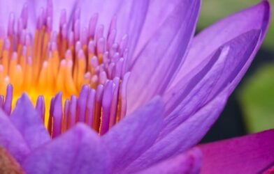 flower purple yellow