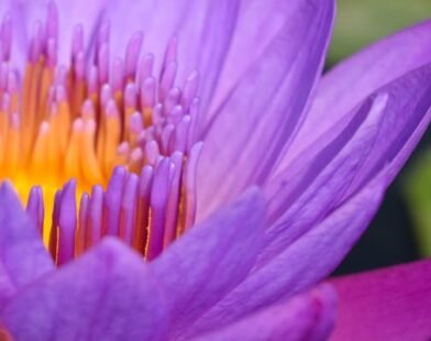 flower purple yellow