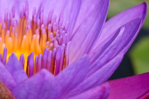 flower purple yellow
