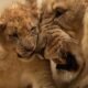 bengal or lion nyt
