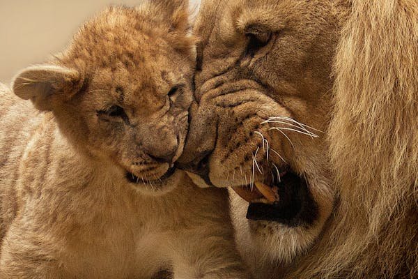 bengal or lion nyt