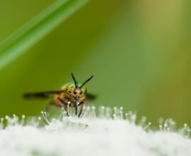 how to get rid of drain flies