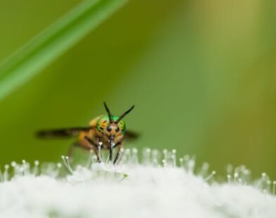 how to get rid of drain flies