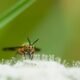 how to get rid of drain flies
