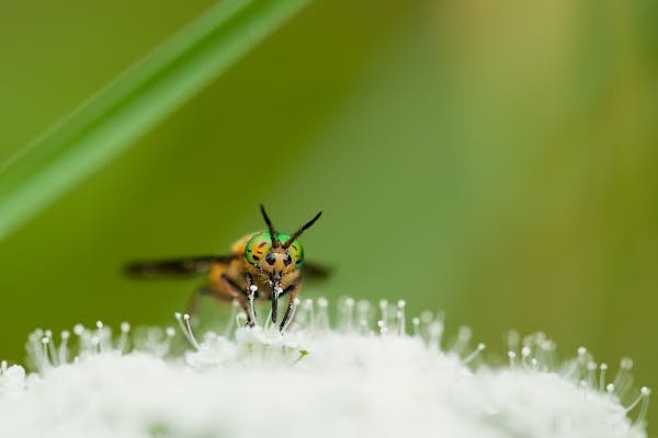 how to get rid of drain flies