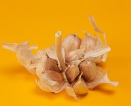 can you plant garlic in the spring
