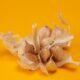 can you plant garlic in the spring